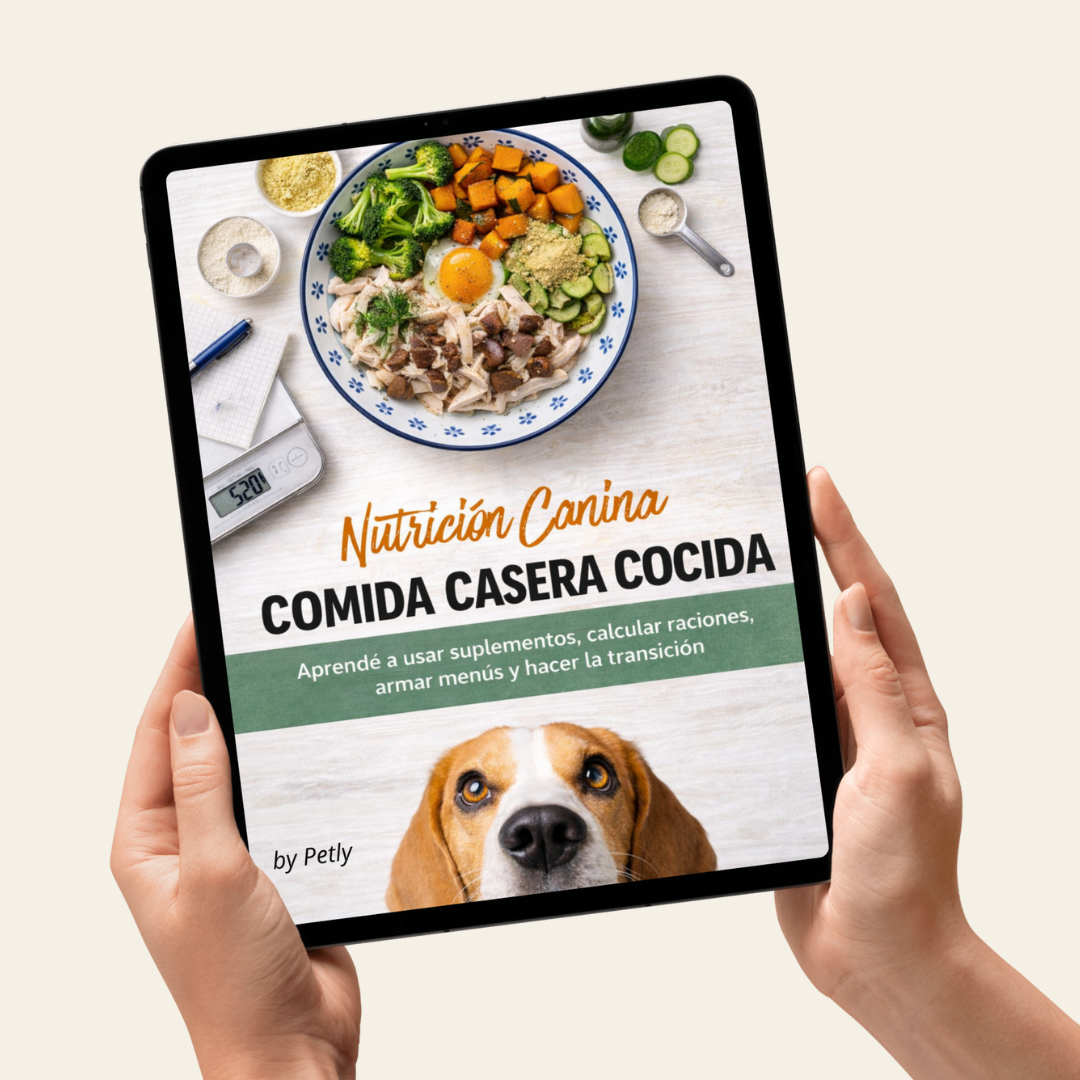 Guía completa comida casera COCIDA