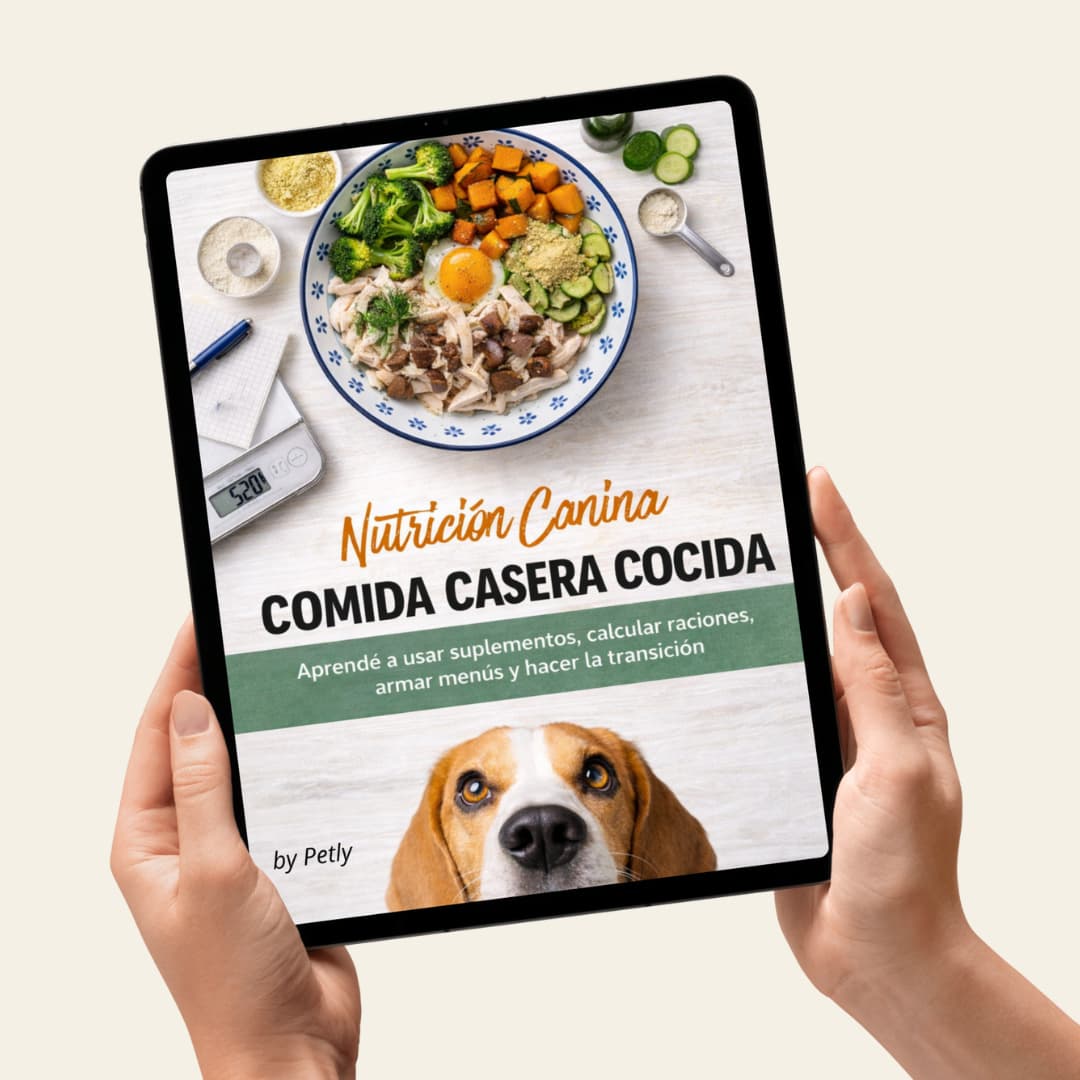 Guía completa comida casera COCIDA